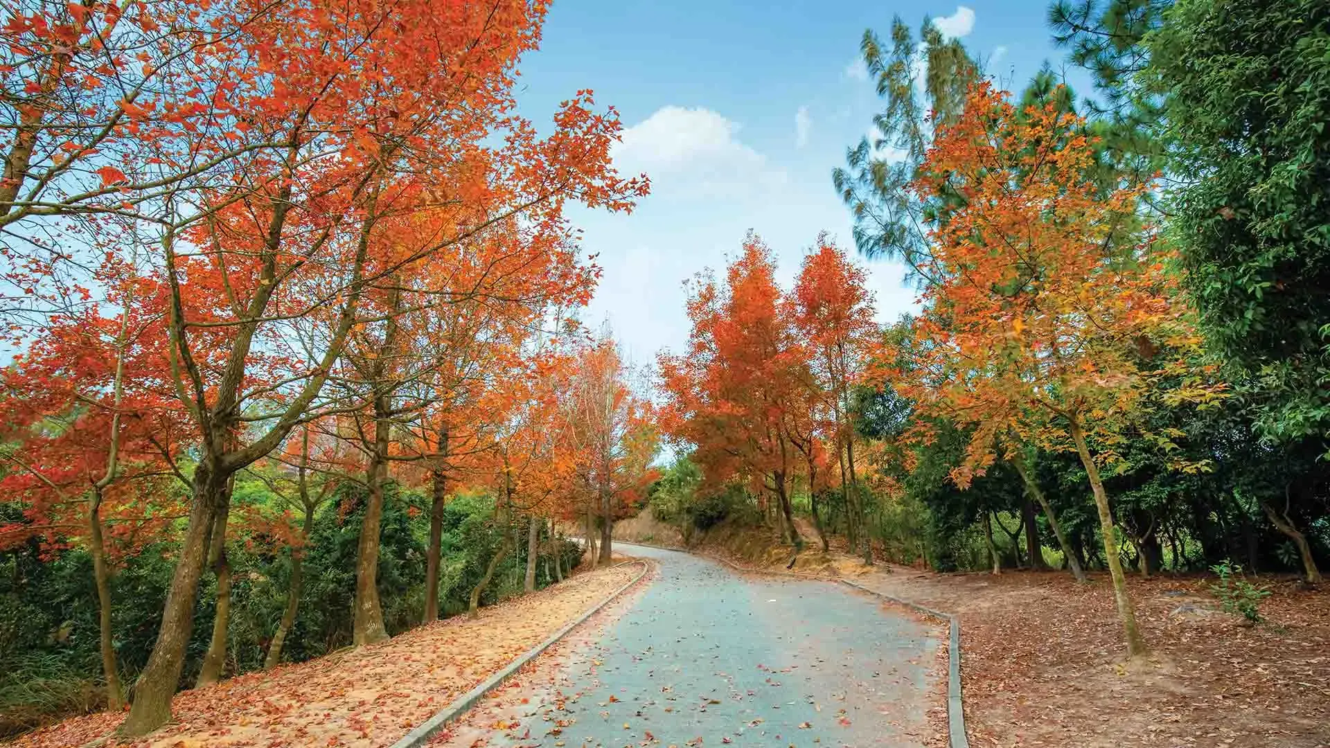 数据赋能香港枫香林旅游高峰管理
